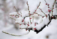 雪去春來(lái)，喜迎新一年